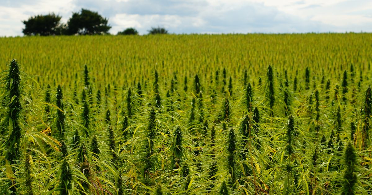 Field Of Cannabis Growing