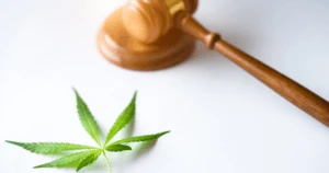 Bright green cannabis leaf in sharp focus beside a wooden judge’s gavel on a white background, representing California DCC cannabis regulation and legal oversight.