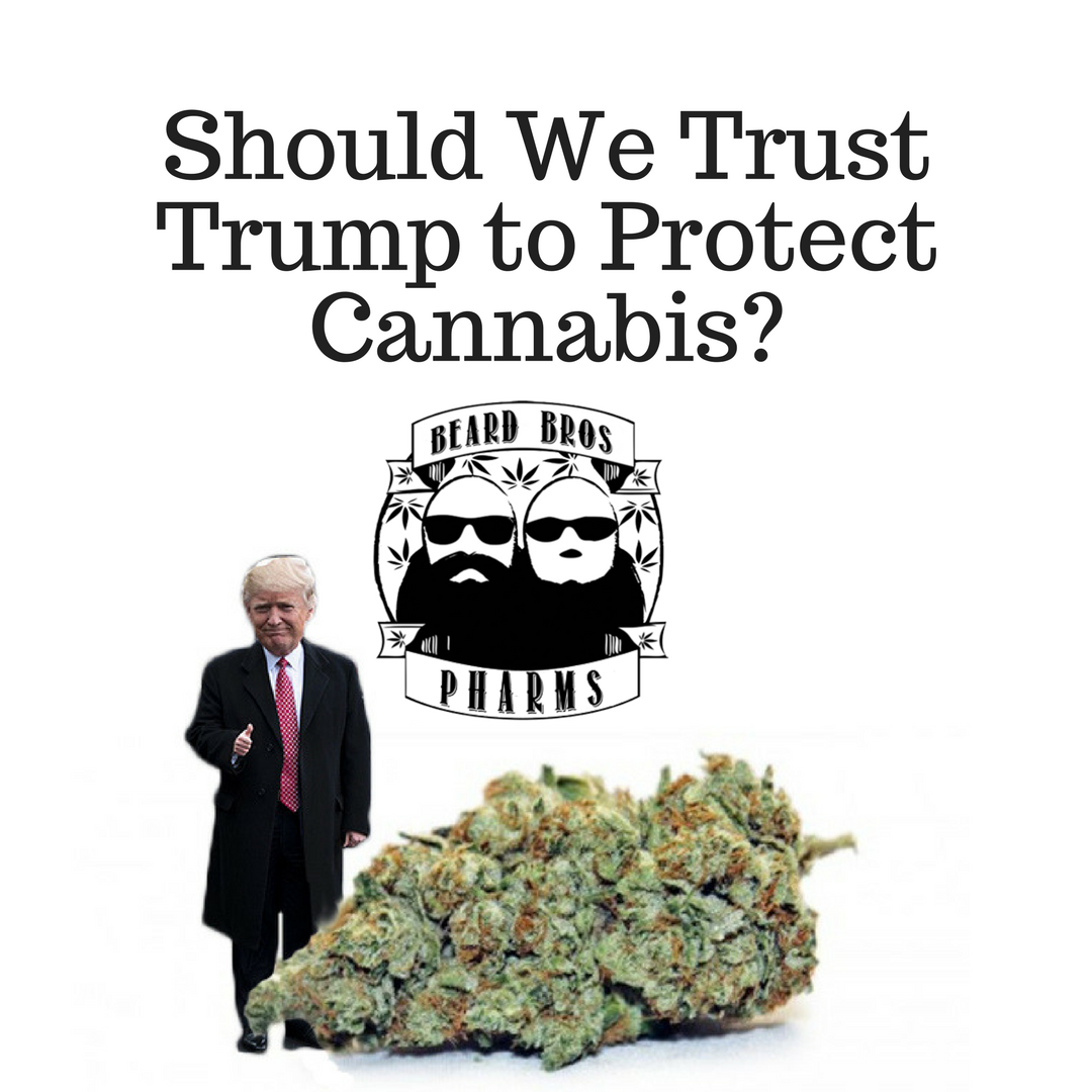 ShouldWeTrustTrumptoProtectCannabis 28129 1