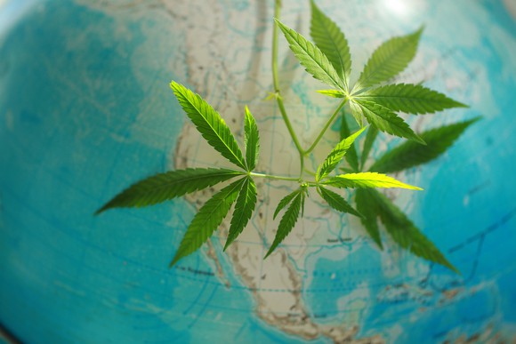 marijuana with globe in background large 1
