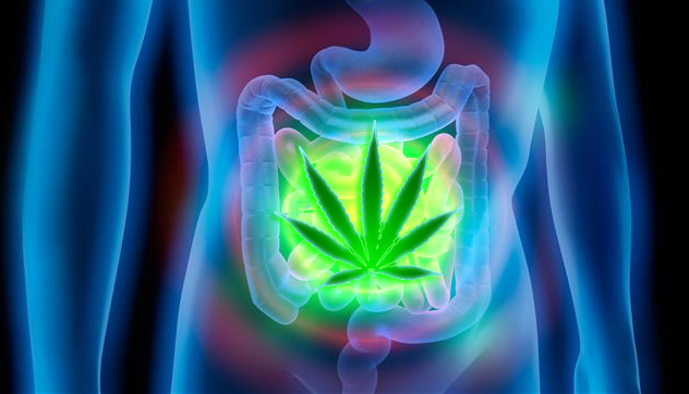 cannabissuppository 1