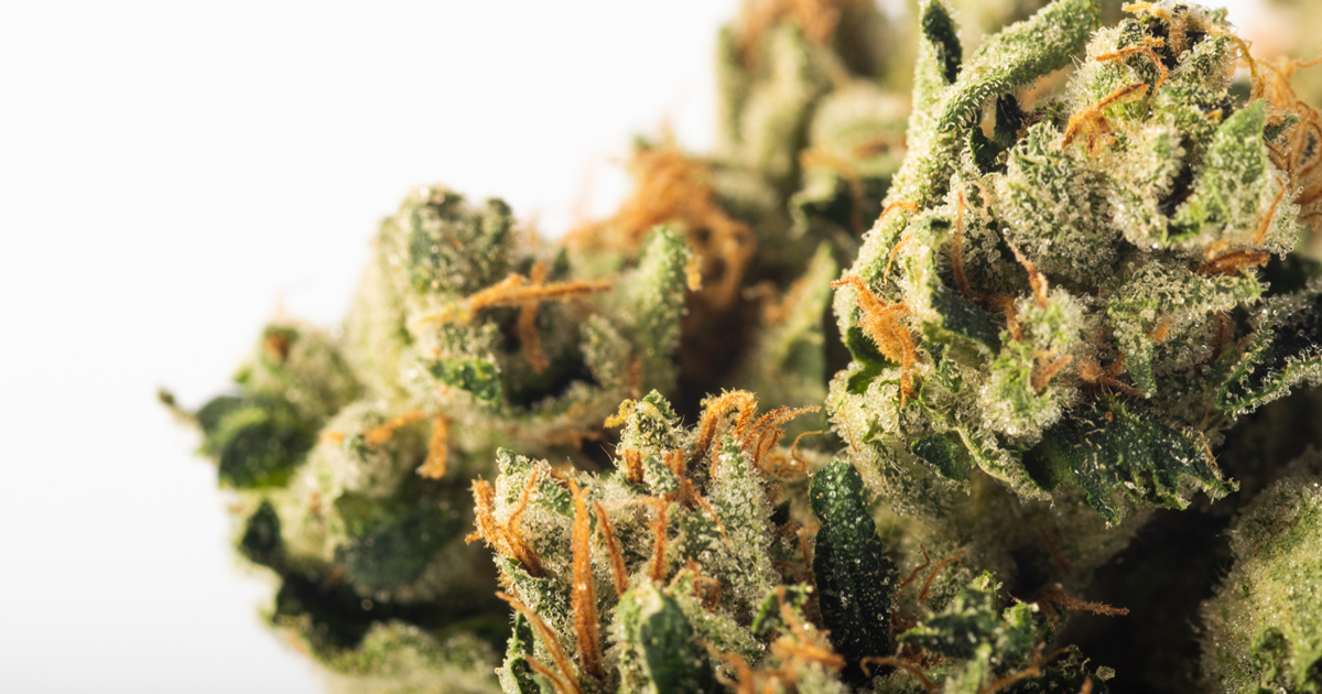 KosherKush Macro Header 1