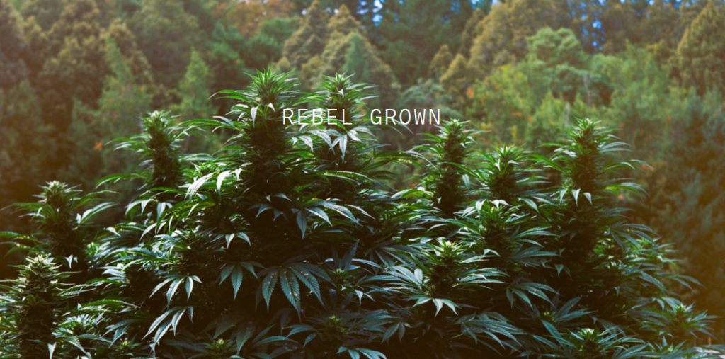 rebelgrown2 1