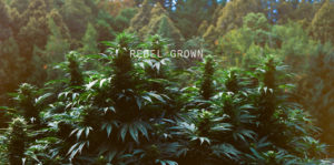 rebelgrown2 1