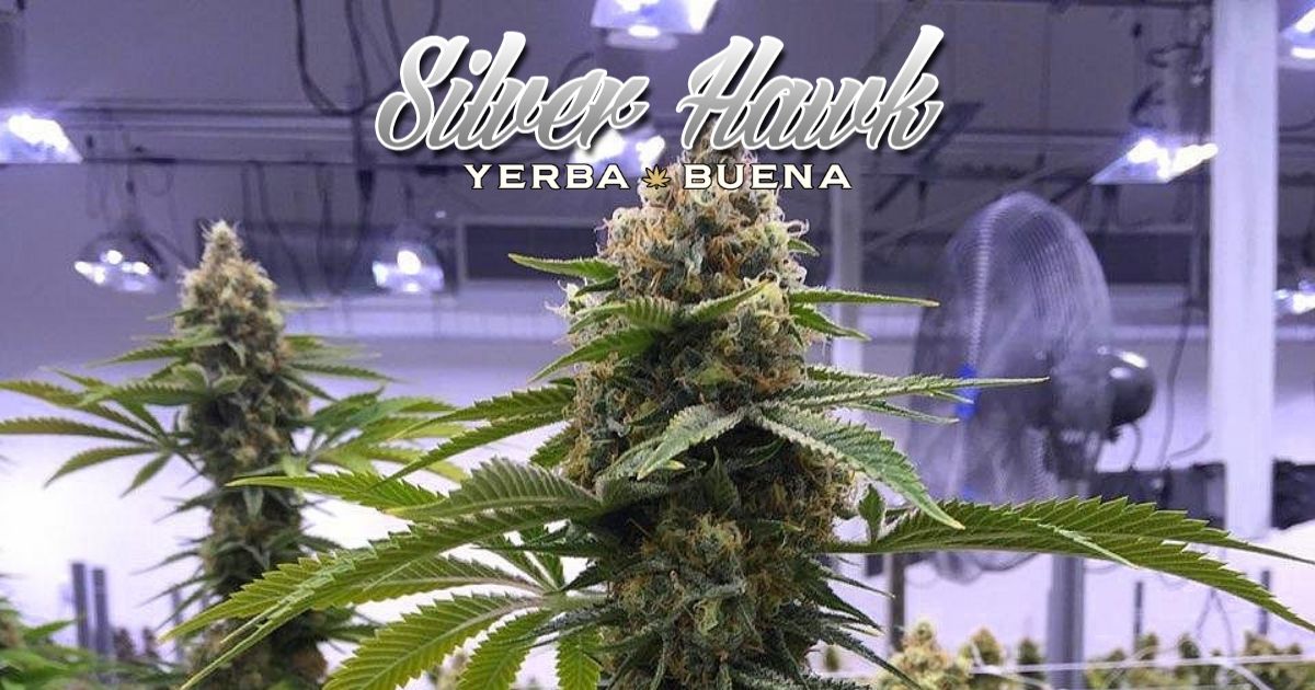 silver hawk beard bros pharms strain review 1