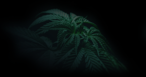 cannabis growers in the dark 1