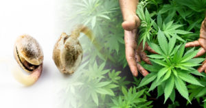 weed at home grow beard bros pharms home grown cannabis tips
