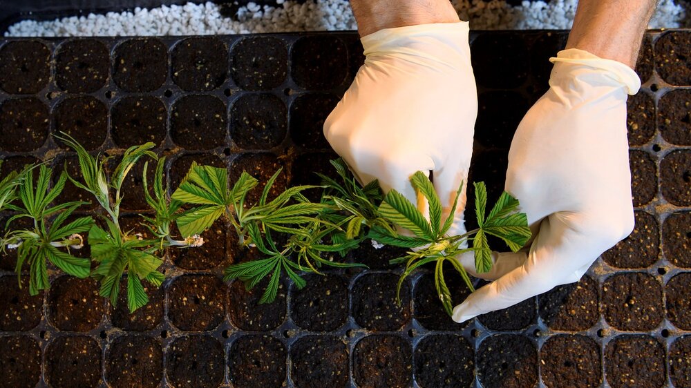 farmers across the Emerald Triangle