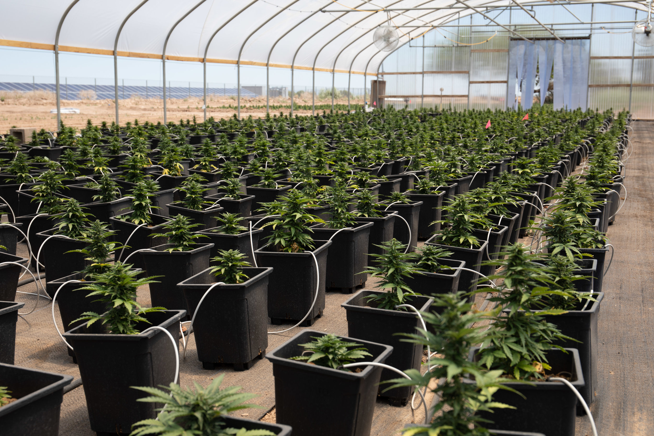 primordia llc hemp 4