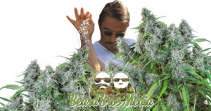 beard bros pharms salt versus organic soil cannabis cultivation