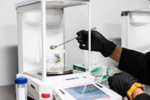 cannabis lab testing during COVID-19