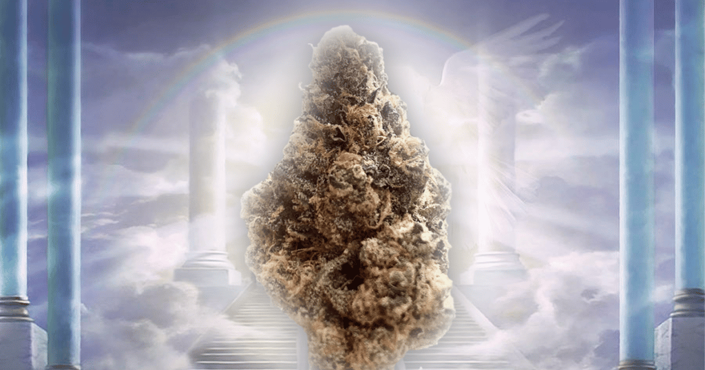 beard bros pharms cannabis true savior 2020