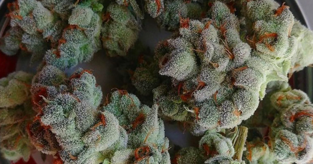 beard bros pharms fresh frozen cannabis