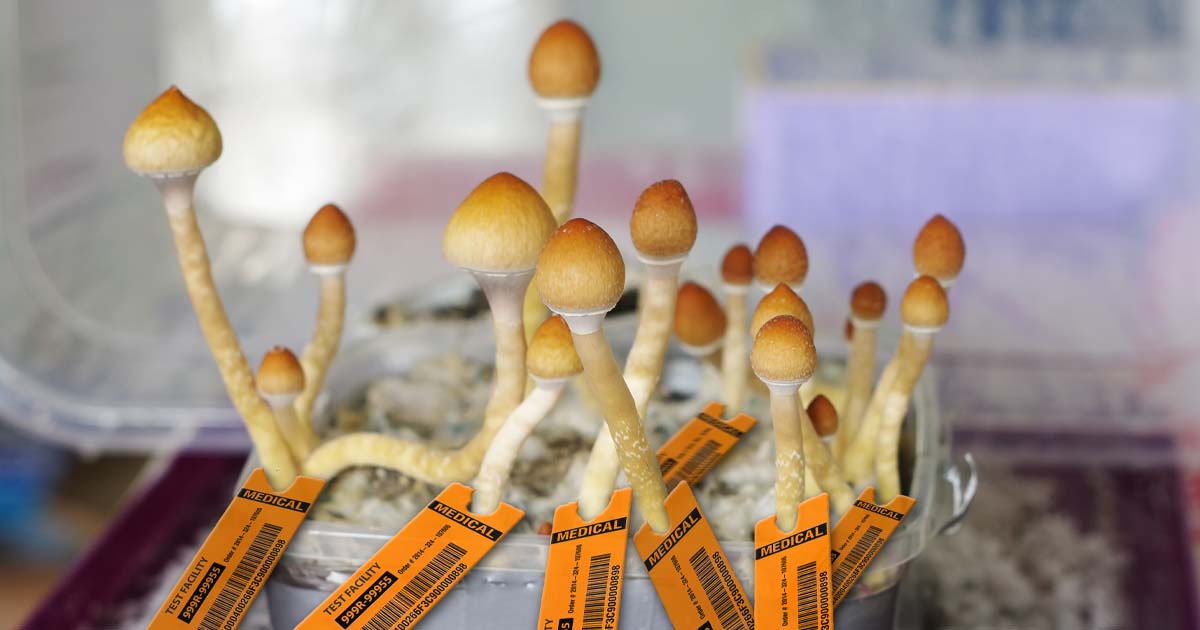 beard bros pharms spore to sale psilocybin 1