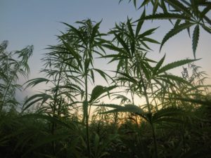 autoflower cannabis plants