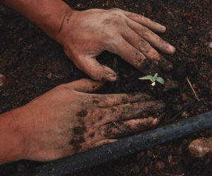 farmers hands in dirt, cannabis