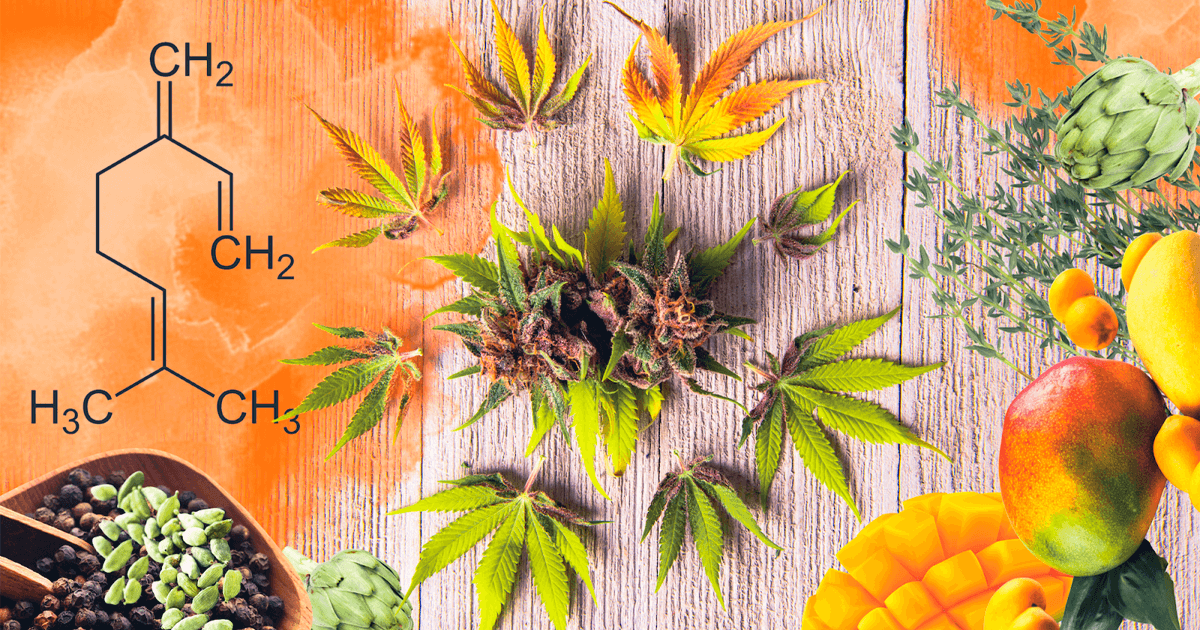 terpenes of the future myrcene 1