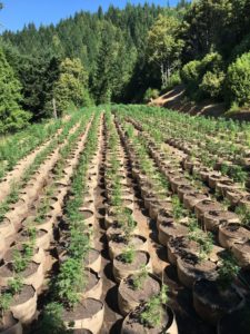 Emerald Cup Harvest Ball Small Farms Initiative 2021