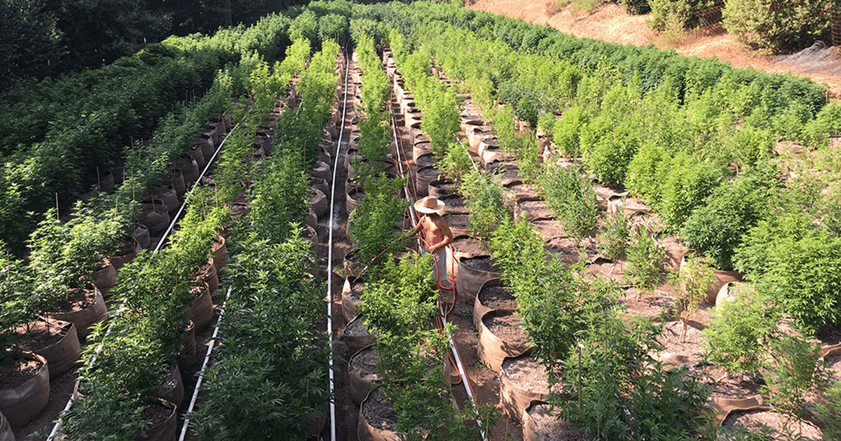 beard bros pharms emerald cup small farms initiative 1