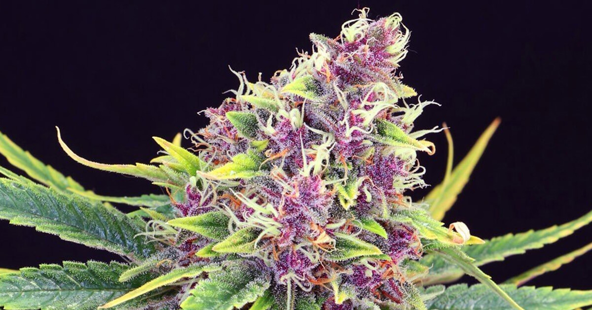 bearsbros1web purple kush