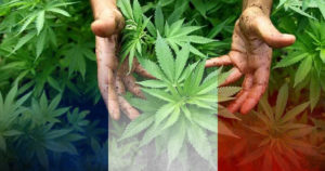 France Announces Measure to Legalize Cannabis