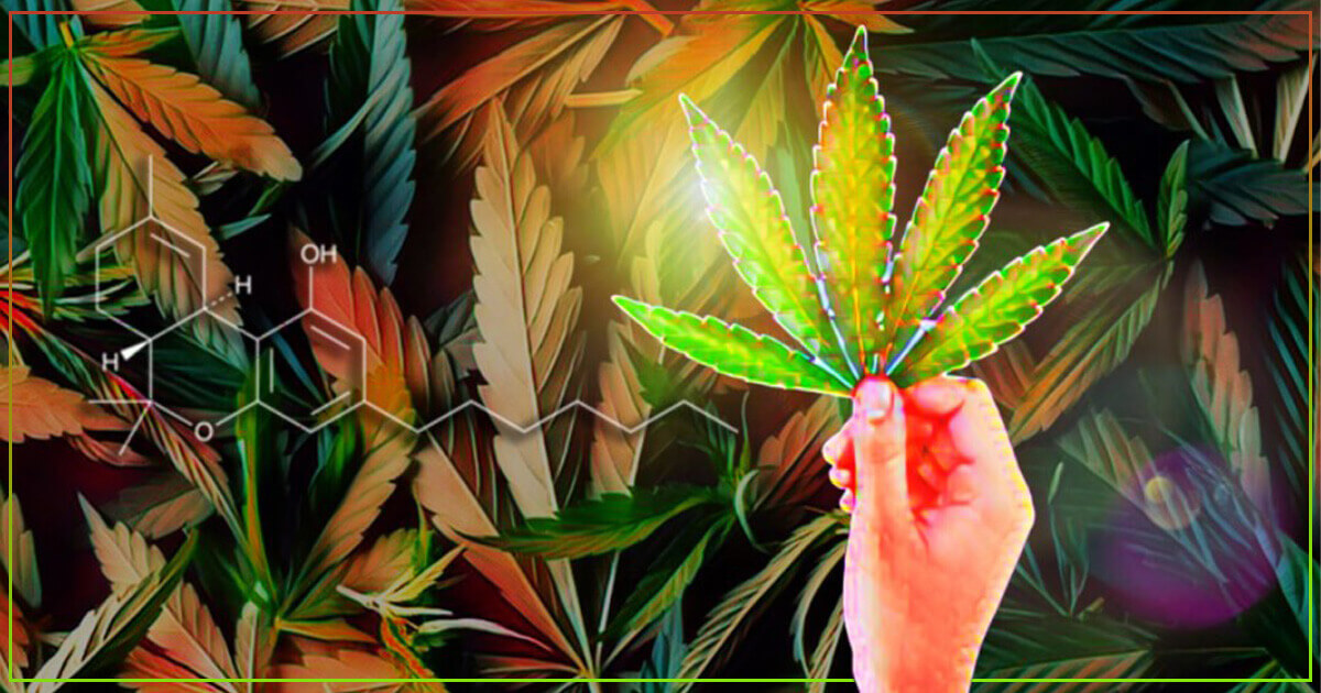 medicine box cannabinoids thcp 1