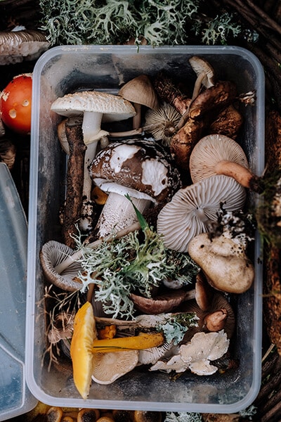 beard-bros-pharms-psilocybin-psychedelics