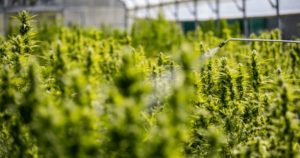 cannabis farmers left out access drought relief funds