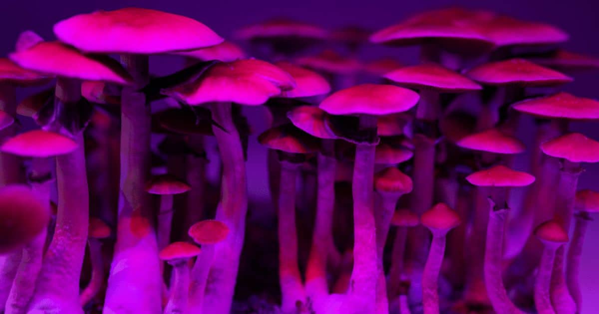 hawaii approves research psilocybin