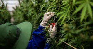 New York hemp growers to transition to cannabis