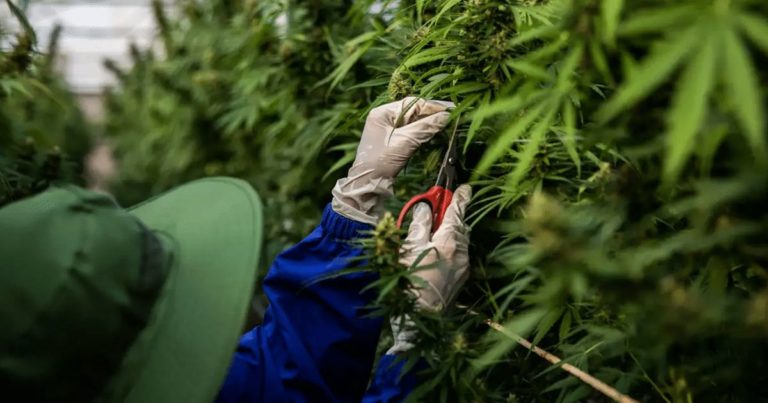 new york hemp growers transition cannabis preparation