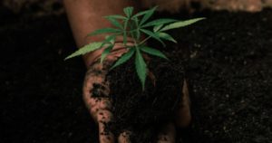 Regenerative Cannabis Event Hawthorne