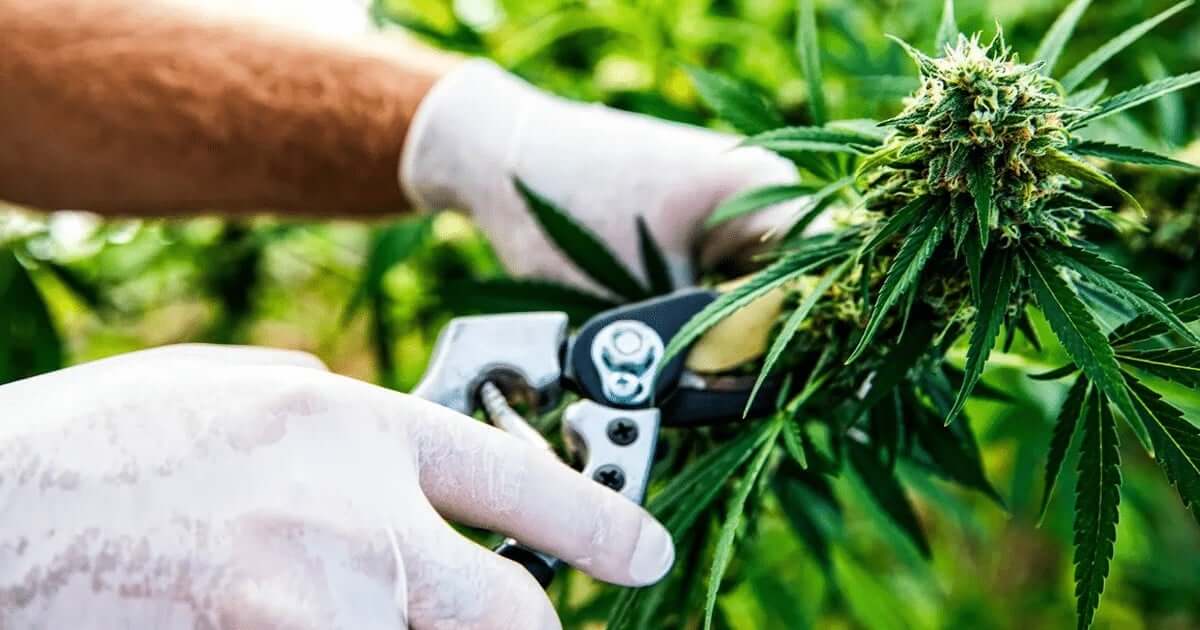 new jersey selling medicinal marijuana