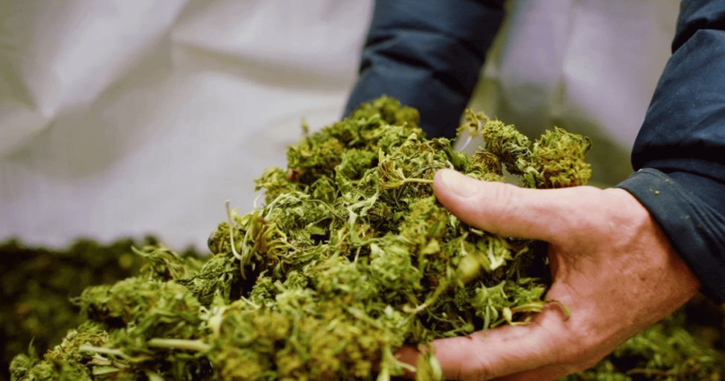 Feds leave Cannabis Farmers