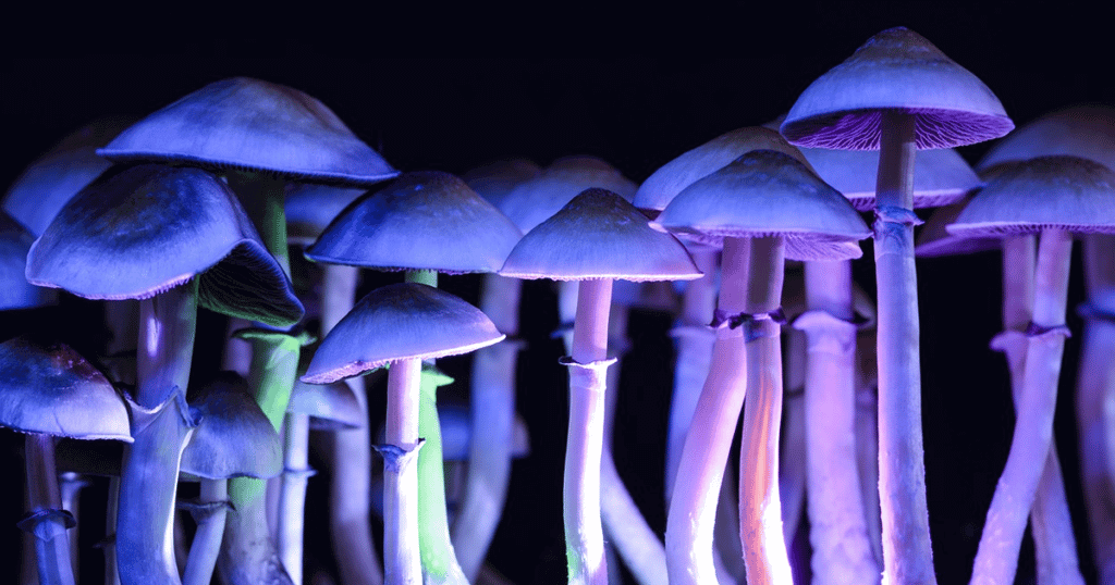 WILD: your Brain on Psychedelics!