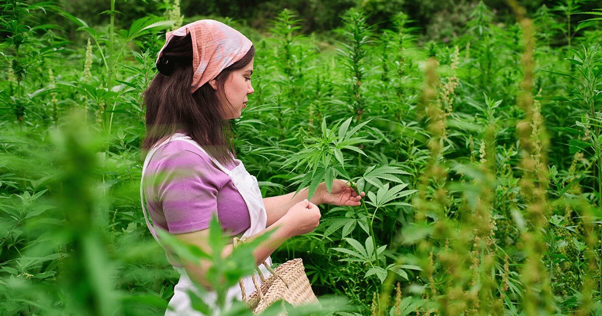 changing climates growers adapt change