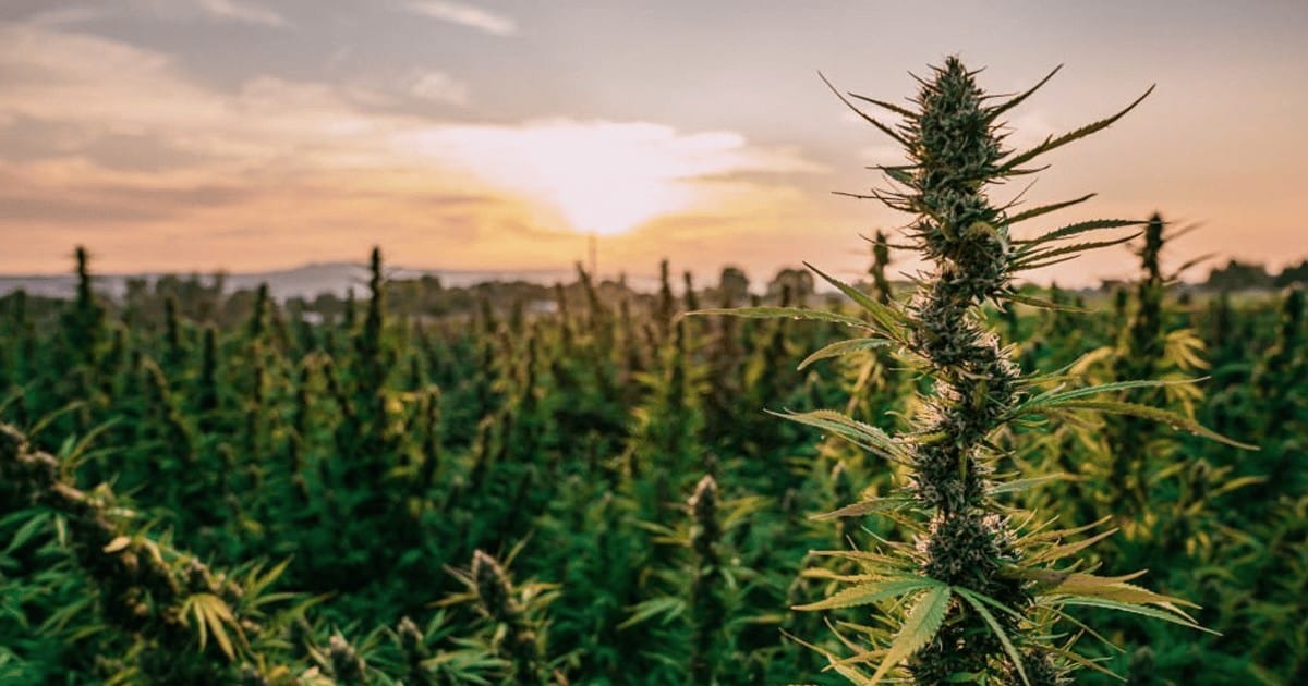 cultivating multiple states requires diverse approach