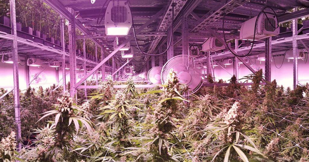 Dangers Ozone Cannabis Cultivation