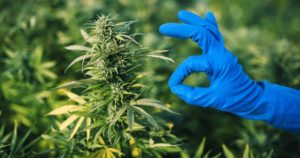 Detroit Recreational Cannabis License Cultivator