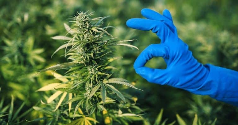 detroit recreational cannabis license cultivator