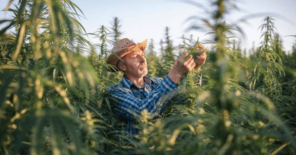 Feds leave cannabis Farmers out of $6 Billion in Aid to Farmers