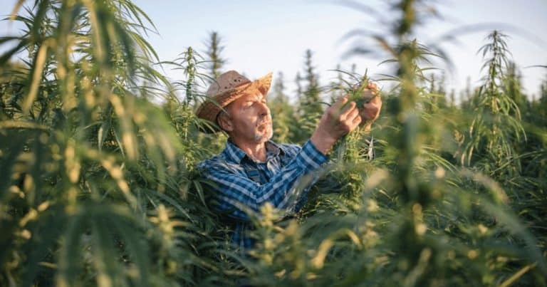 feds leave cannabis farmers aid farmers