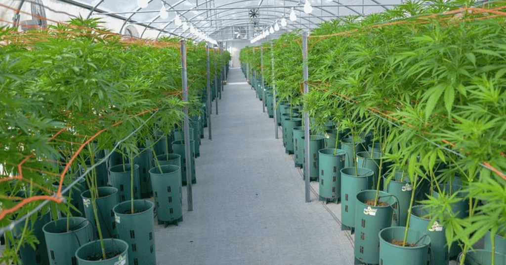 The study powdery mildew implements scientific method cannabis cultivation commodity crops
