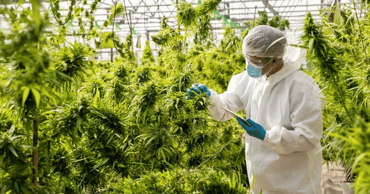 growers using science tech take genetics next level