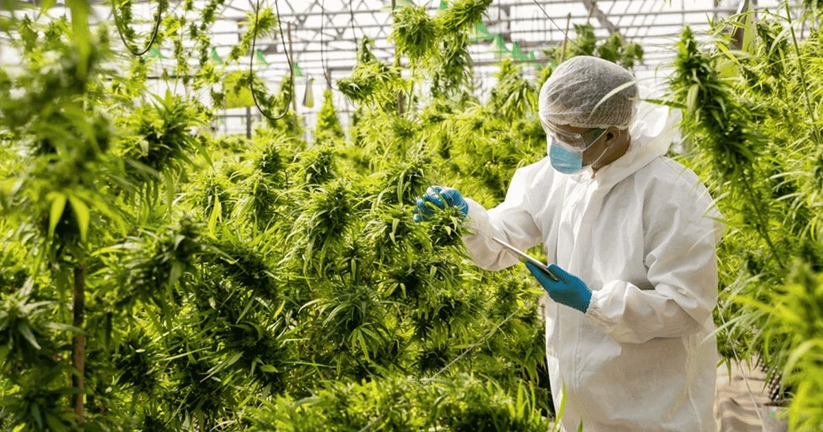 Growers Using Science and Tech to Take Genetics to the Next Level