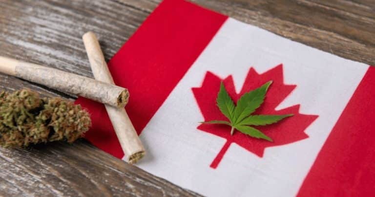 canada continues destroy ridiculous amount cannabis