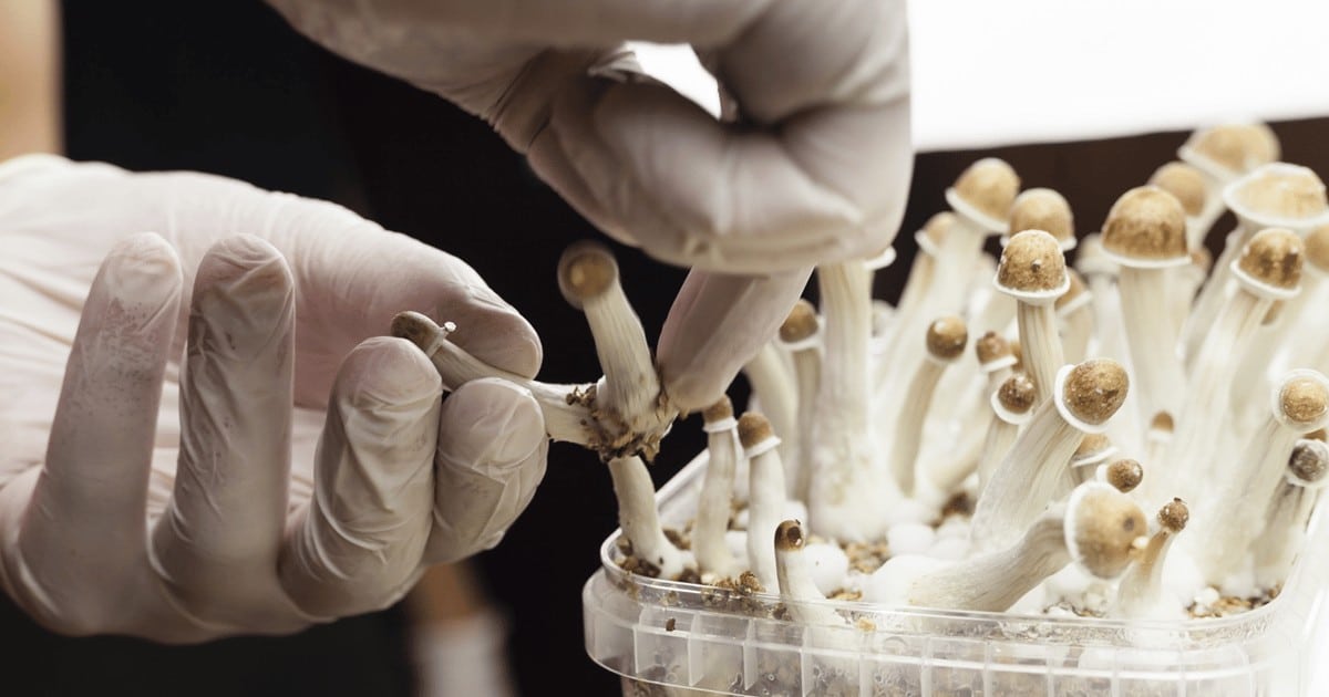 dea cancels hearings gives time research five psychedelicryptamines