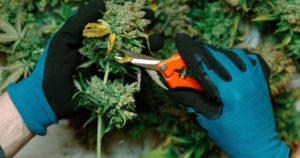 New Study Shows Increase Home Growers home weed producers