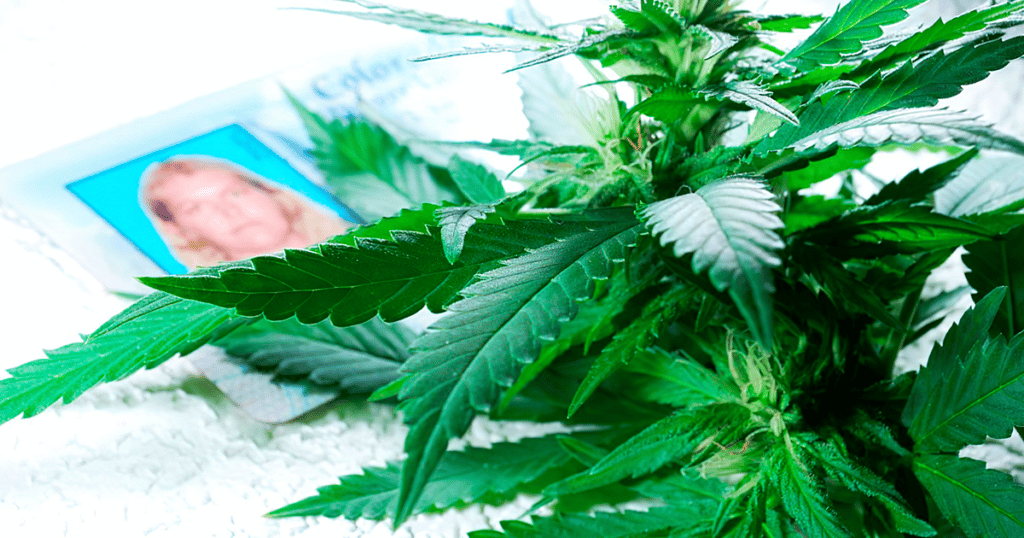 Medical Cannabis Licensing In Alabama