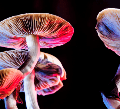 Can Psychedelics Help to Treat Extreme Grief?